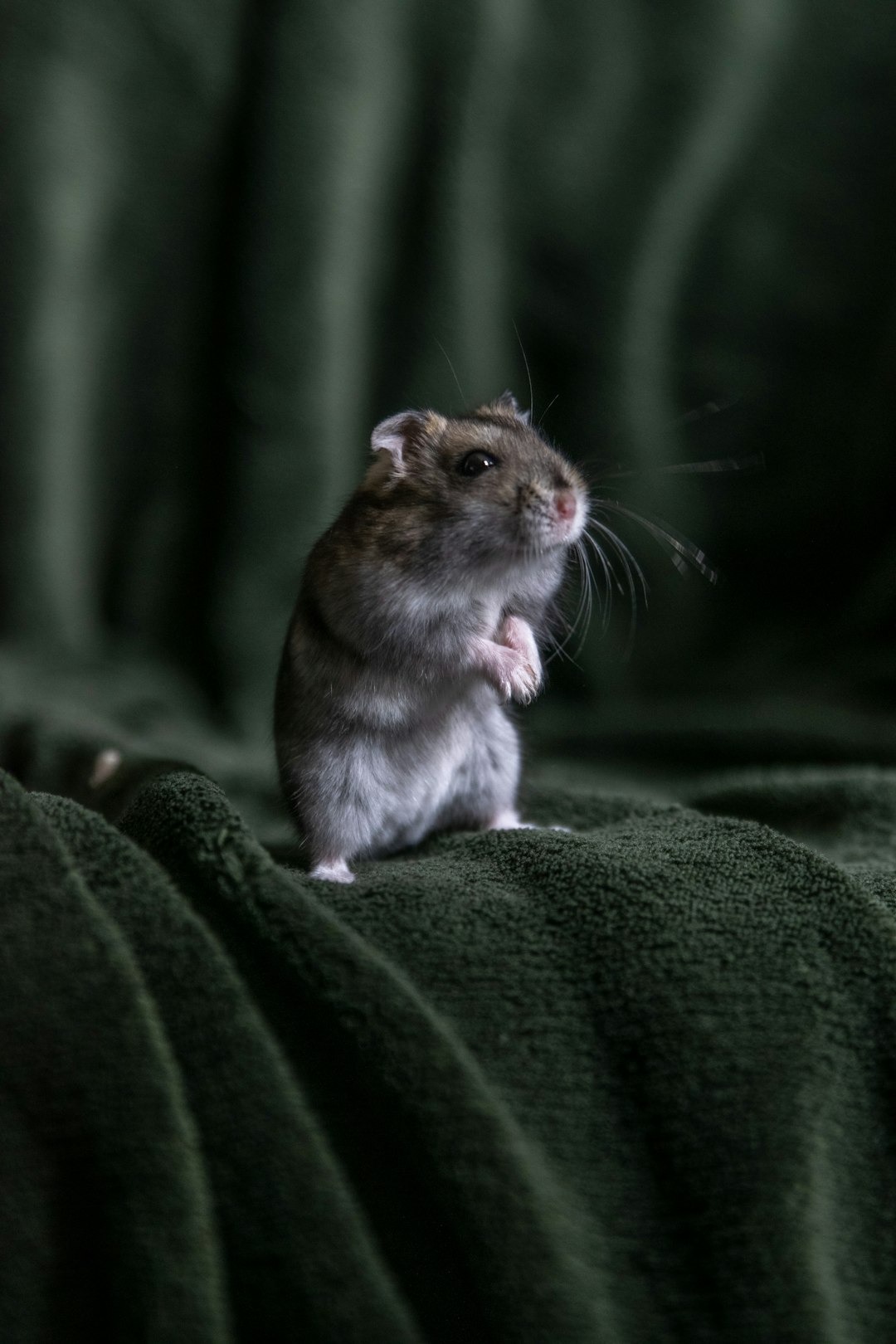 Hamster