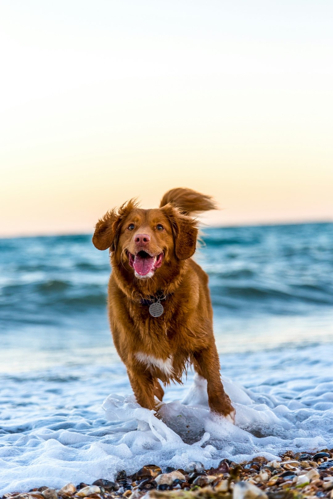 Waarom ruiken honden zo goed?
