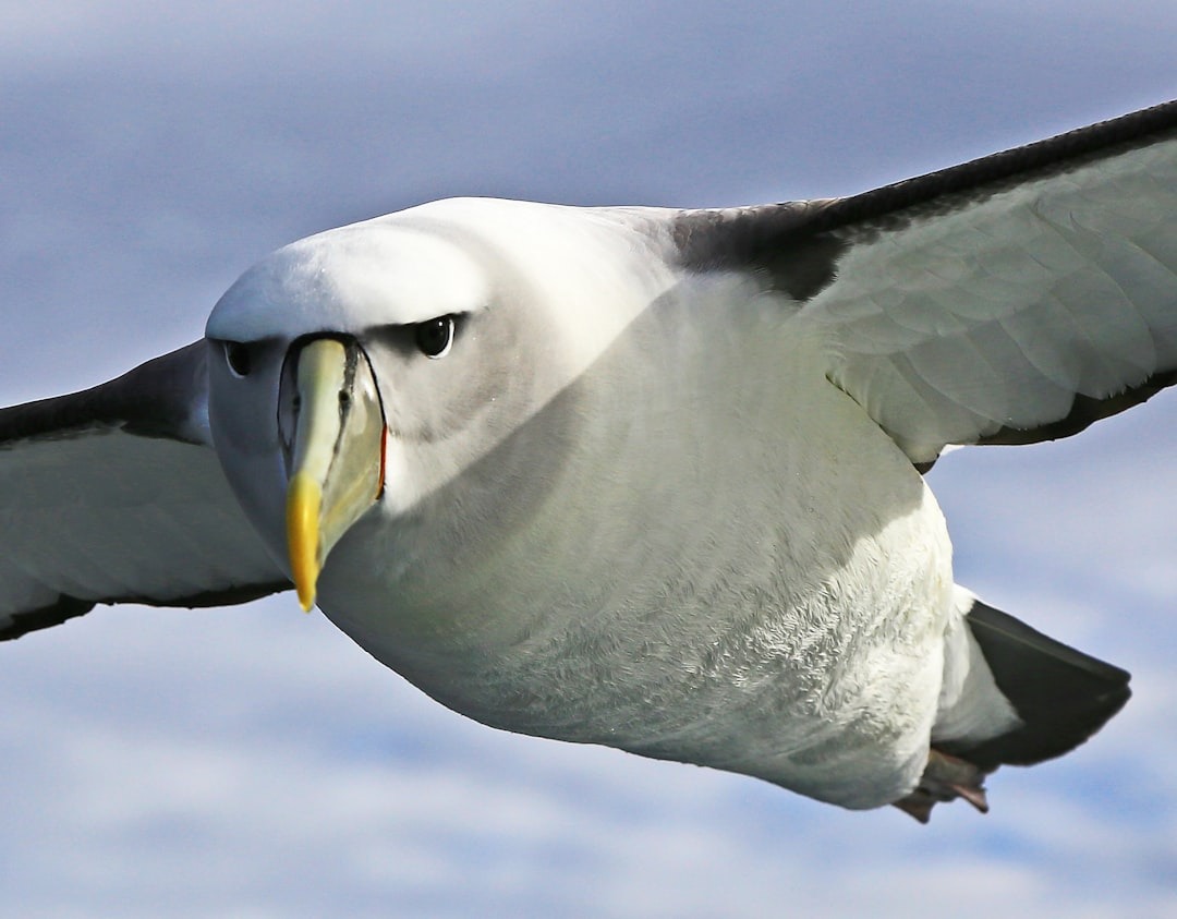 Een albatros vliegt zonder zijn vleugels te bewegen
