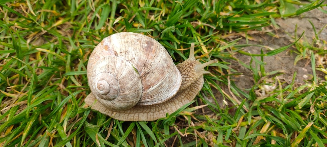 Een slak gaat maandenlang in coma