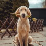 Honden weten precies hoe laat je thuis komt