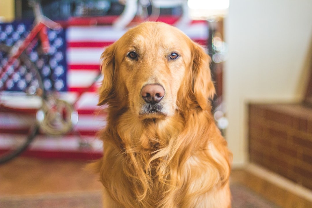 Zijn honden links of rechtspotig?