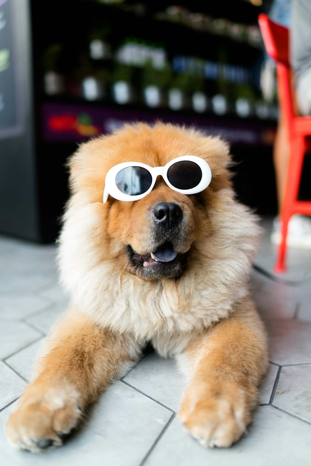 Zijn honden jaloers? Absoluut!