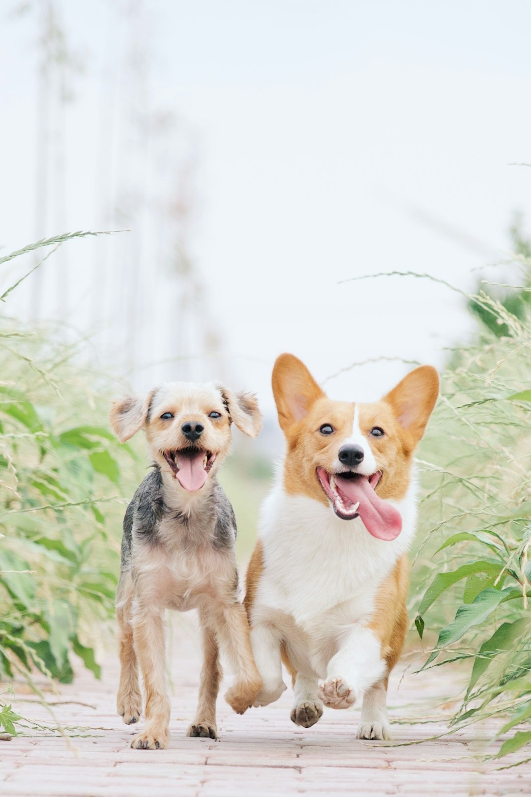 Herkent een hond het baasje op de foto? Reken maar van ja...