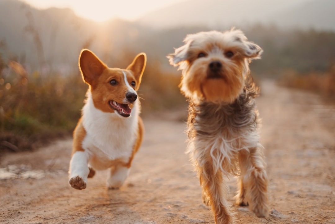 Dromen honden? Jazeker!