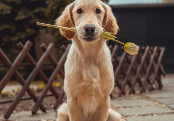 Honden weten precies hoe laat je thuis komt