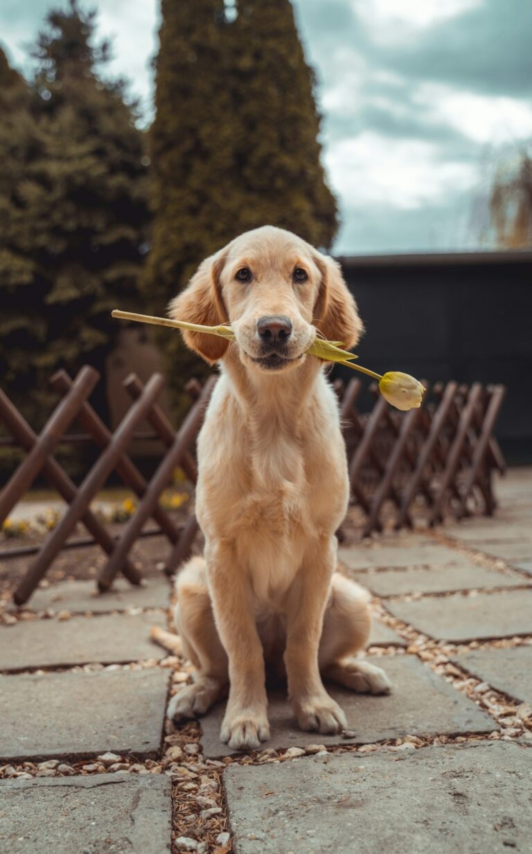 Honden weten precies hoe laat je thuis komt