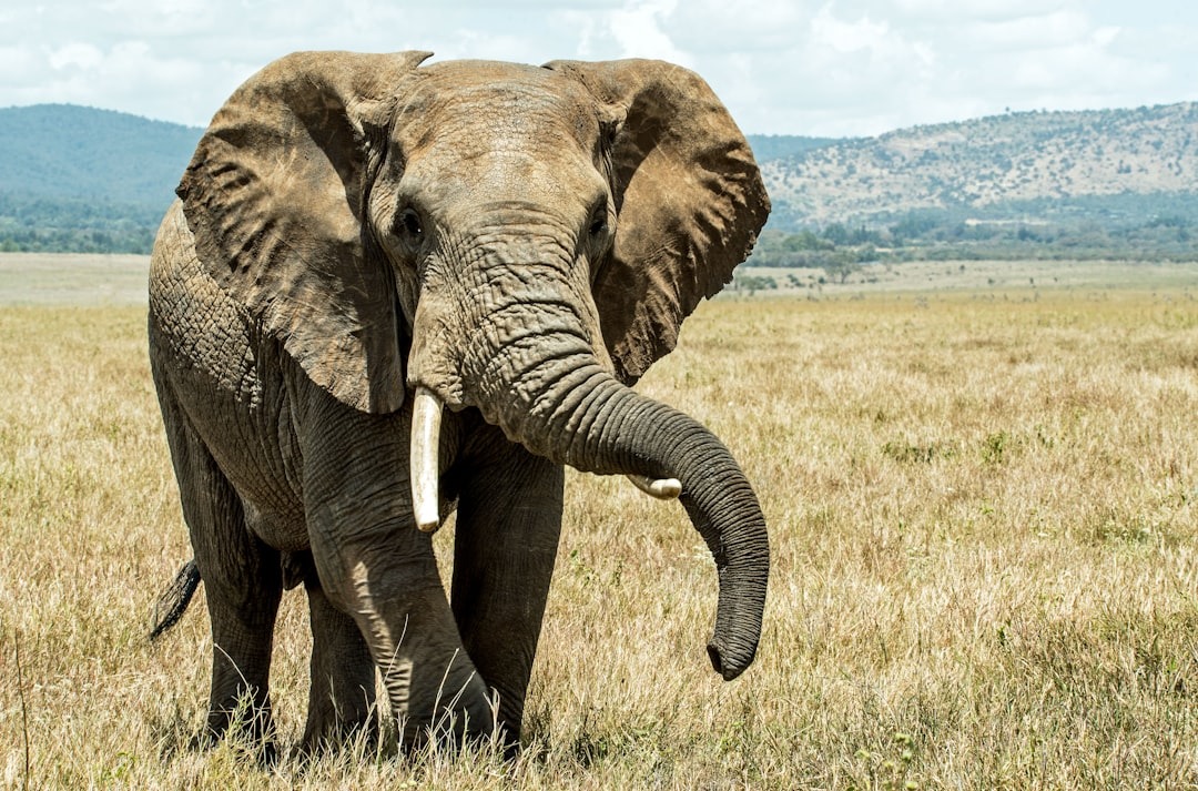 Een olifant kan horen met zijn voeten