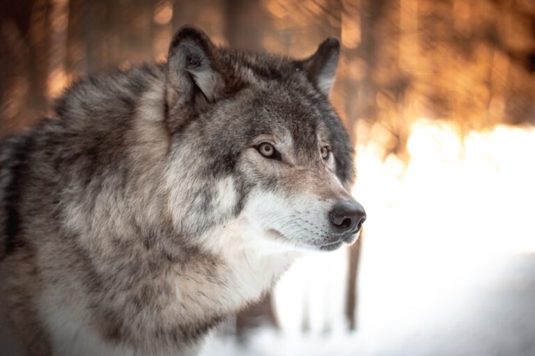 Bram de Wolf, hij beet onlangs een 6 jarige jongen.