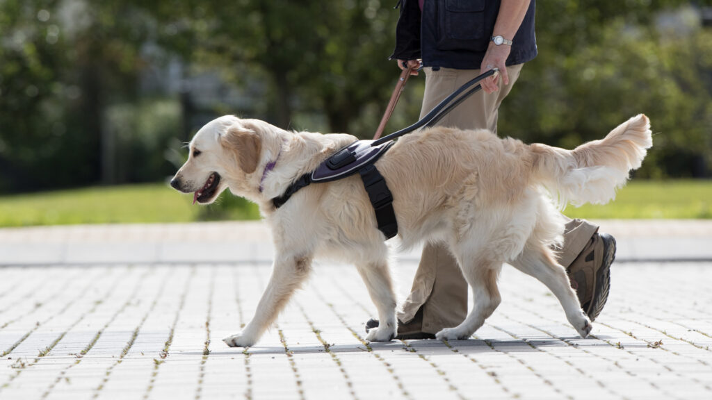 Een geleidehond van de KNGF