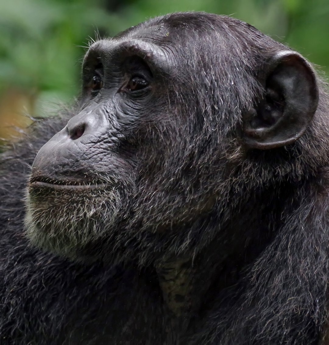 Prachtige chimpansee vanaf de zijkant