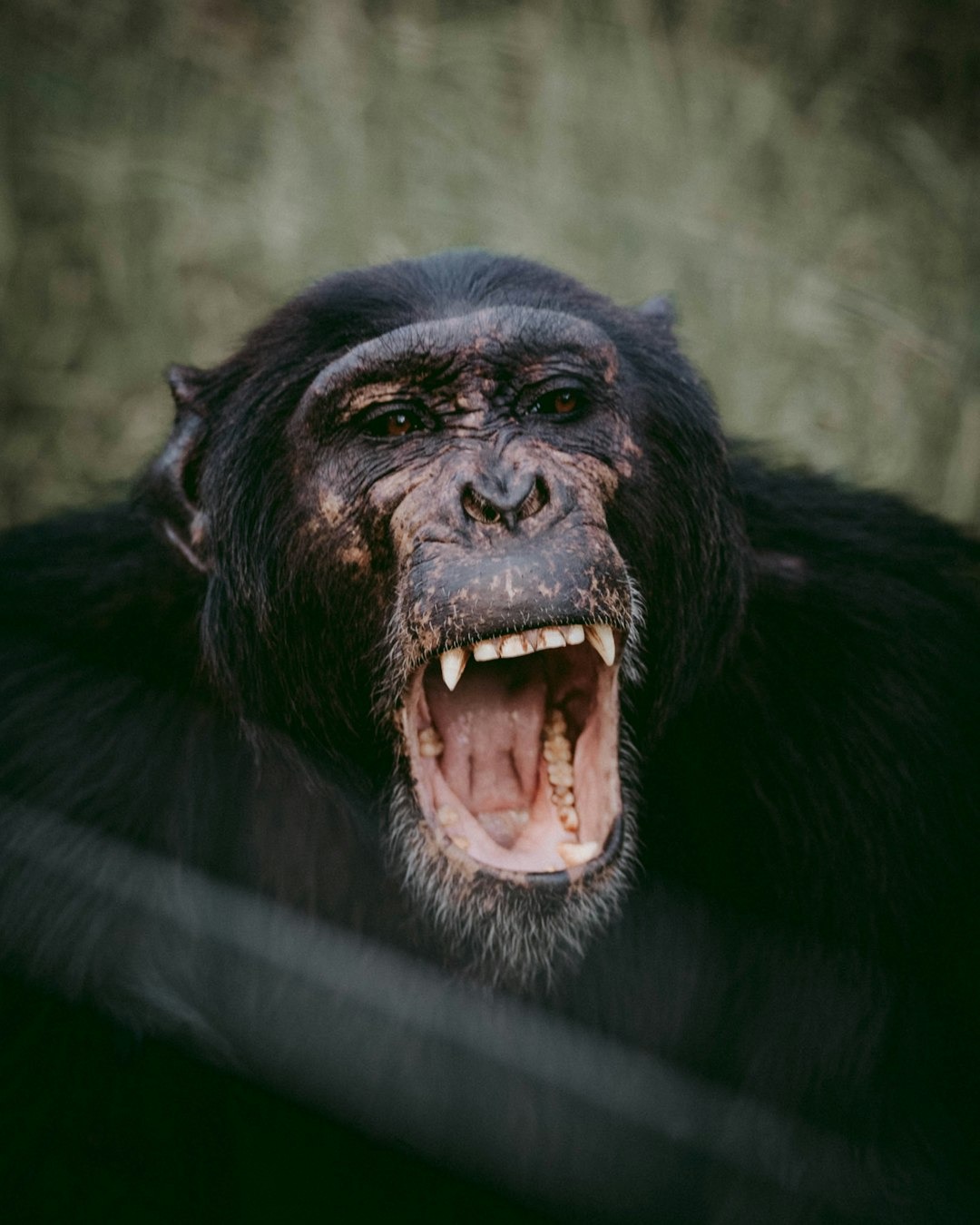Krijsende chimpansee