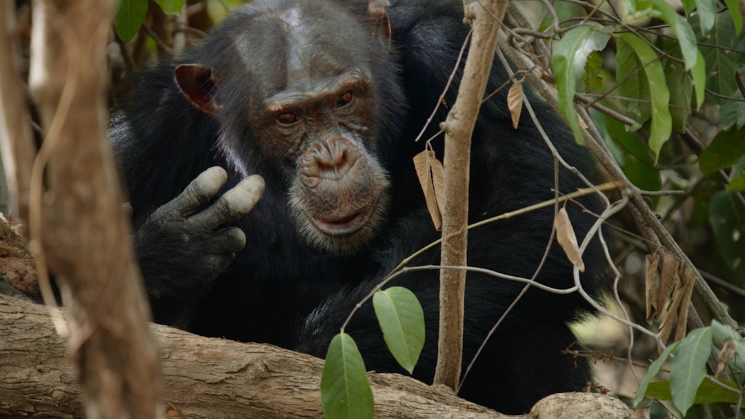 Chimpansee achter wat takken