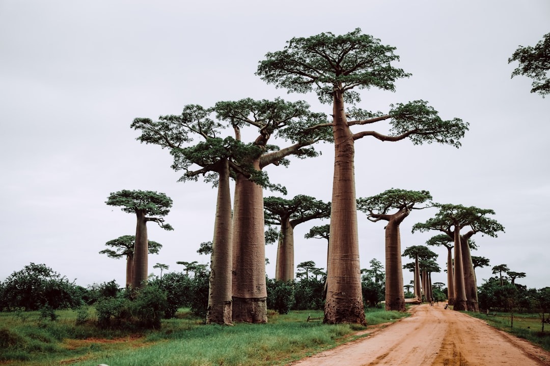 Baobabs op Madagaskar