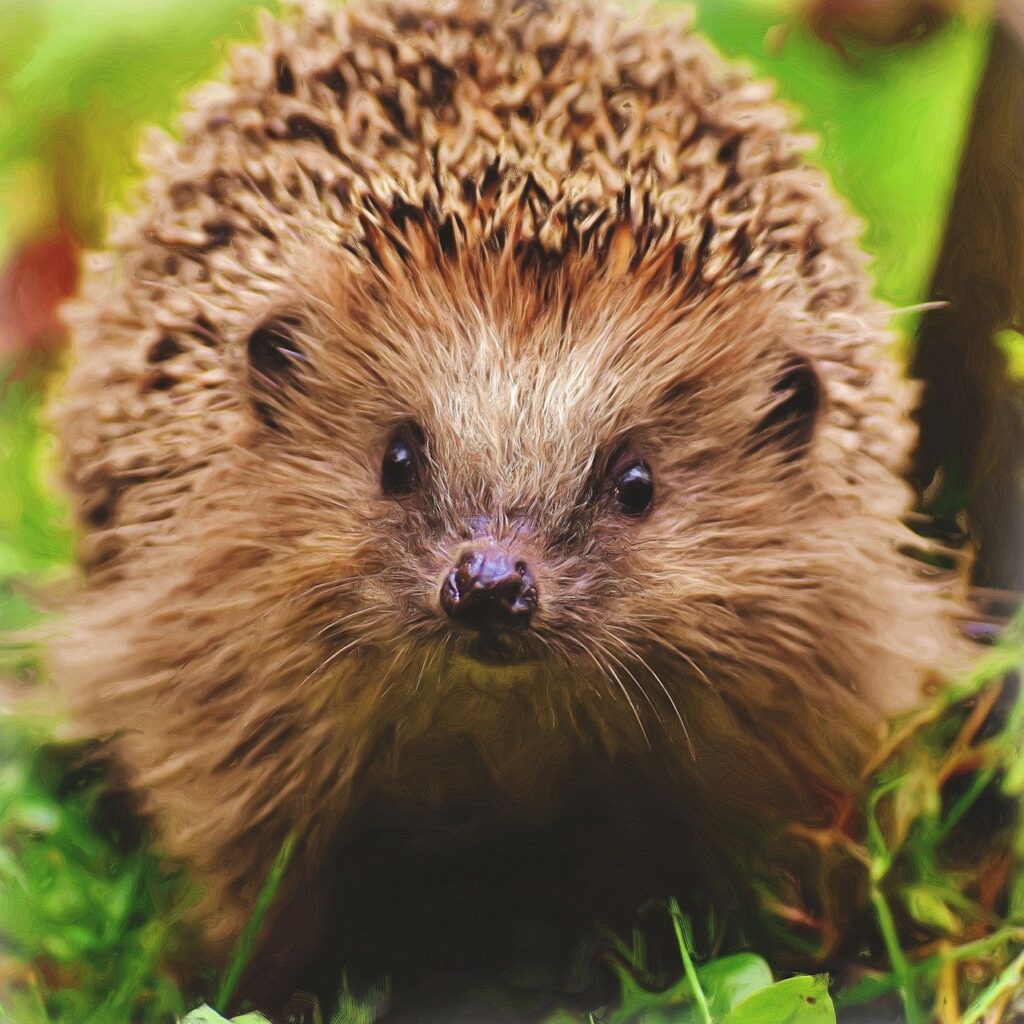 Een lieve egel, foto van voren