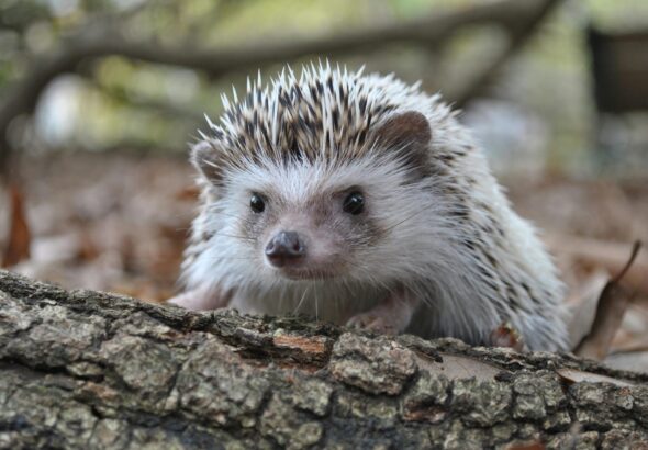 Een schattig egeltje kijkt over een randje
