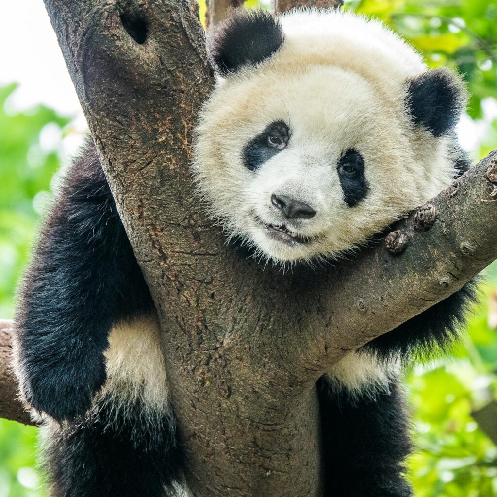 Lekker relaxen, panda's kunnen het
