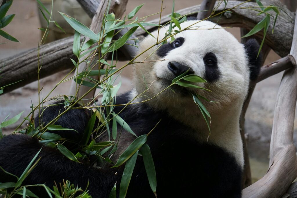 Een panda eet bamboe