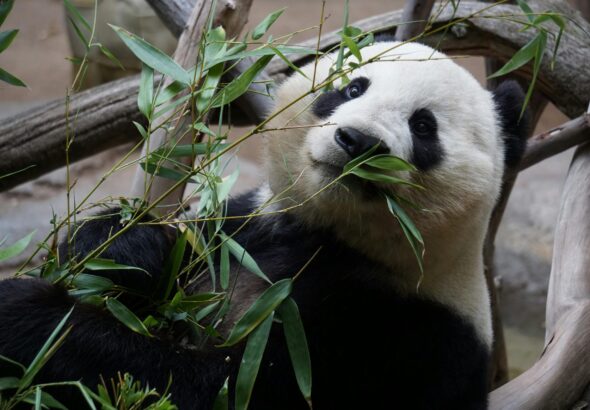 Een panda eet wat blaadjes