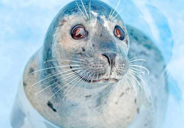 Een super schattige zeehond