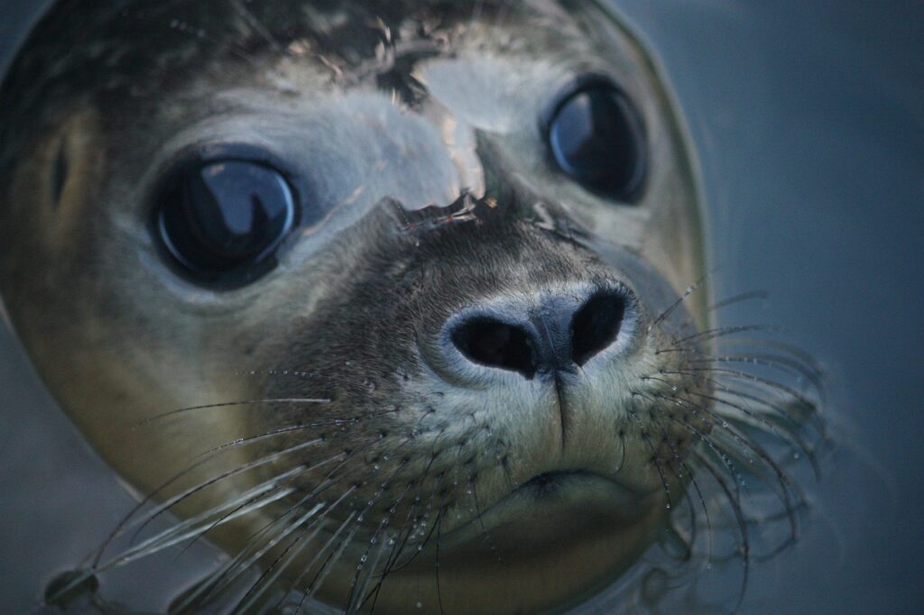 Een zeehond steekt zijn hoofd boven het water