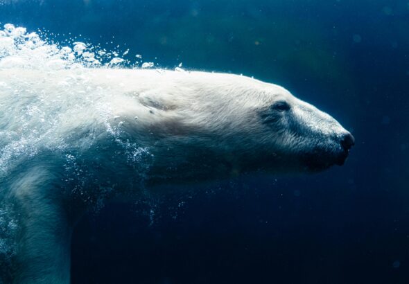 Ijsbeer onder water