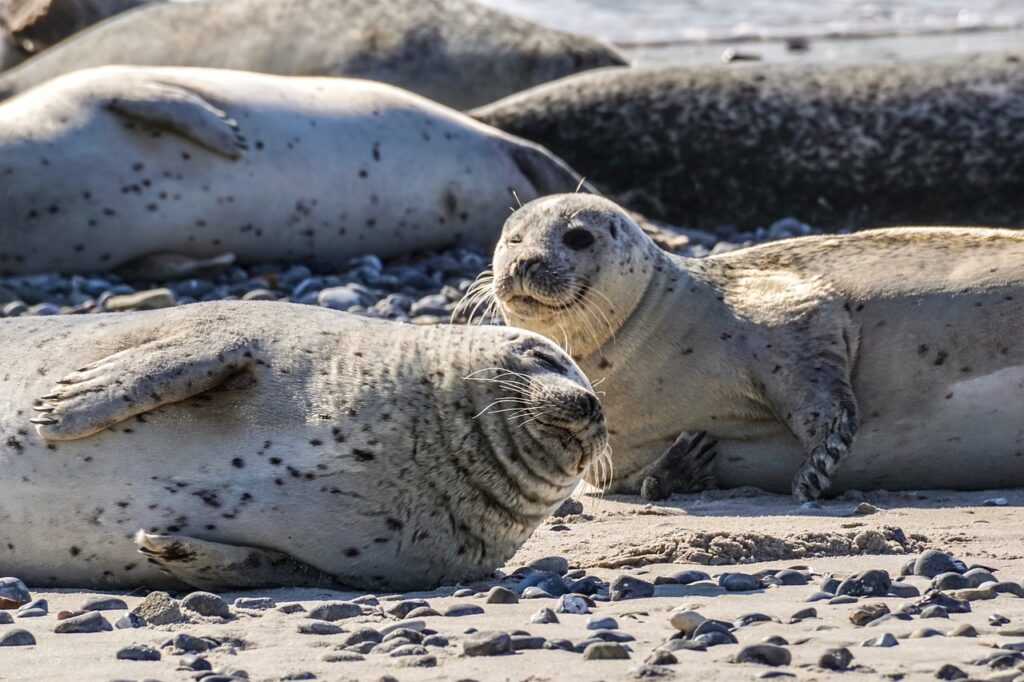 Zeehonden liggen te luieren op het strand